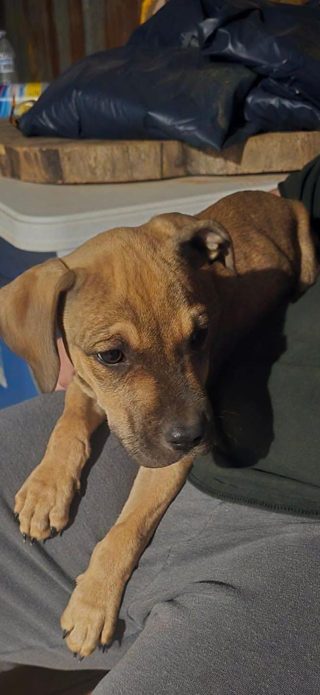 Enlarge Clyde, a Adoptable mixed breed in Wichita Falls, TX image 1/2