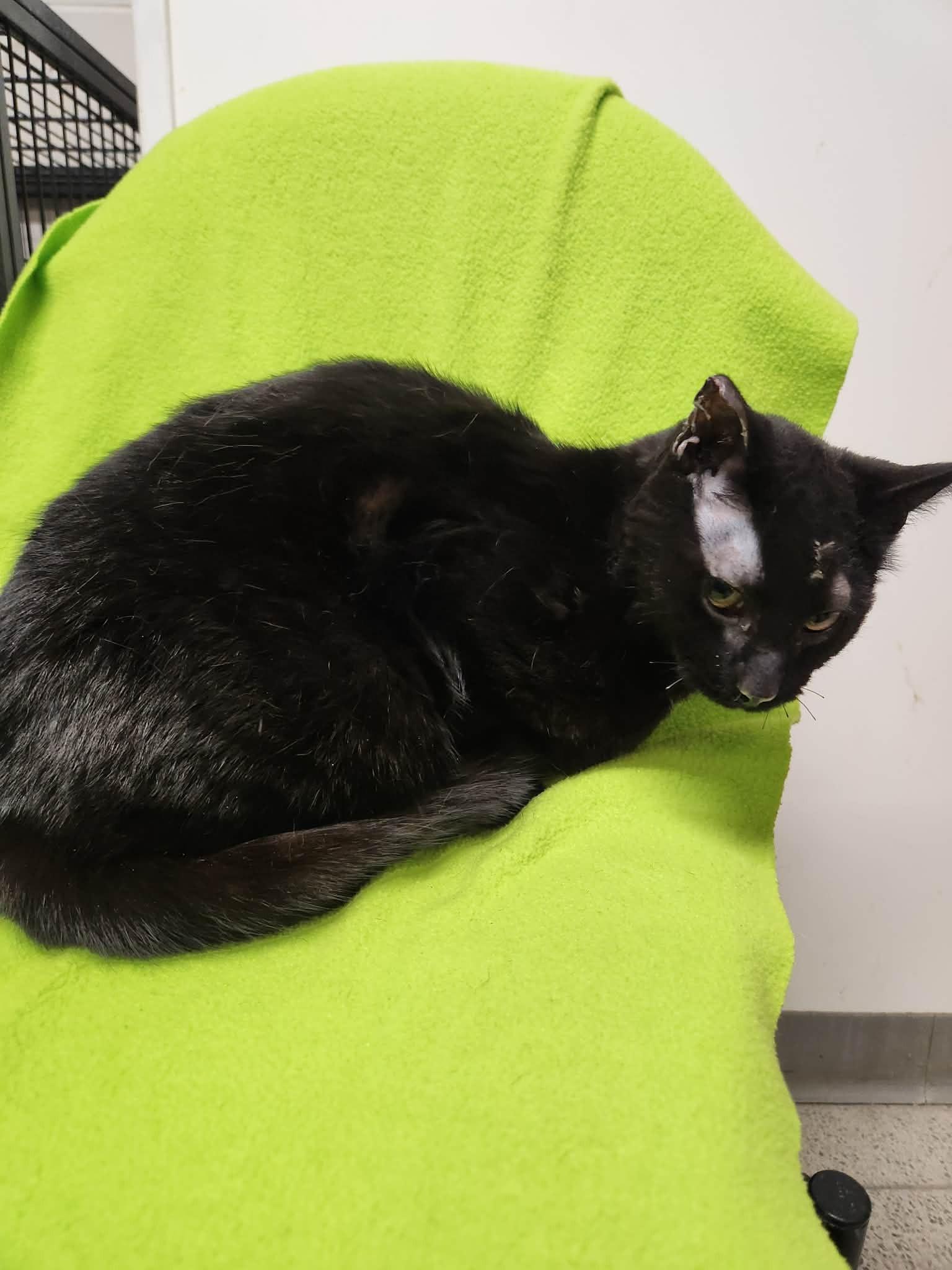 Bagheera, Adoptable, Adult Male Domestic Short Hair.