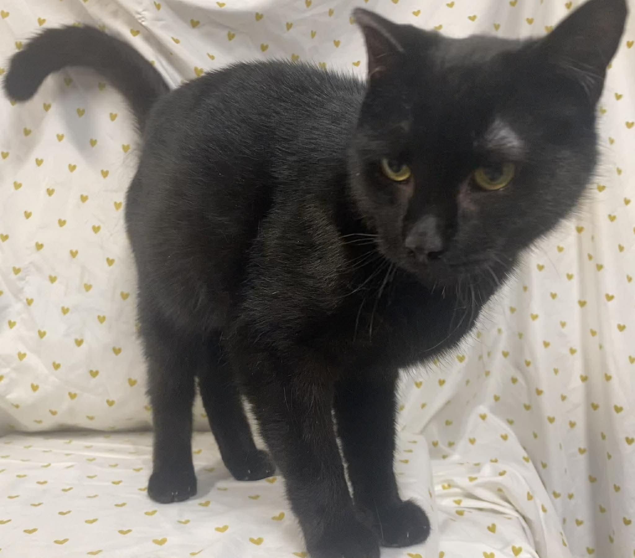 Enlarge Bagheera, a Adoptable Domestic Short Hair in Caro, MI image 1/2