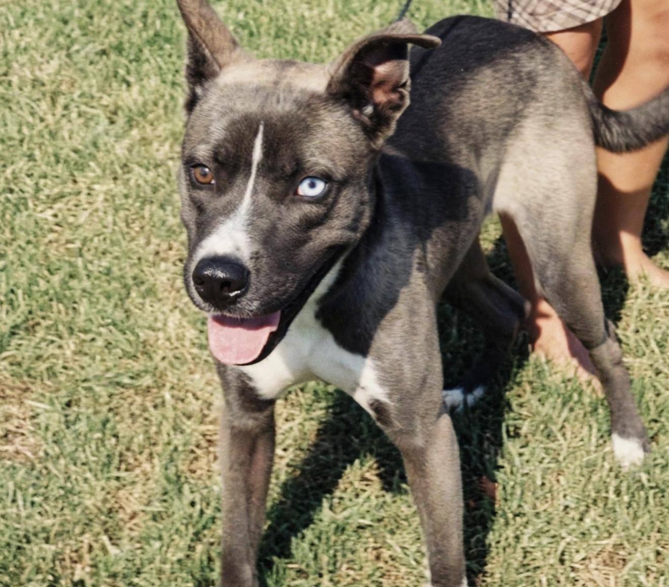 Enlarge BLUE, a Adoptable mixed breed in East Syracuse, NY image 2/6