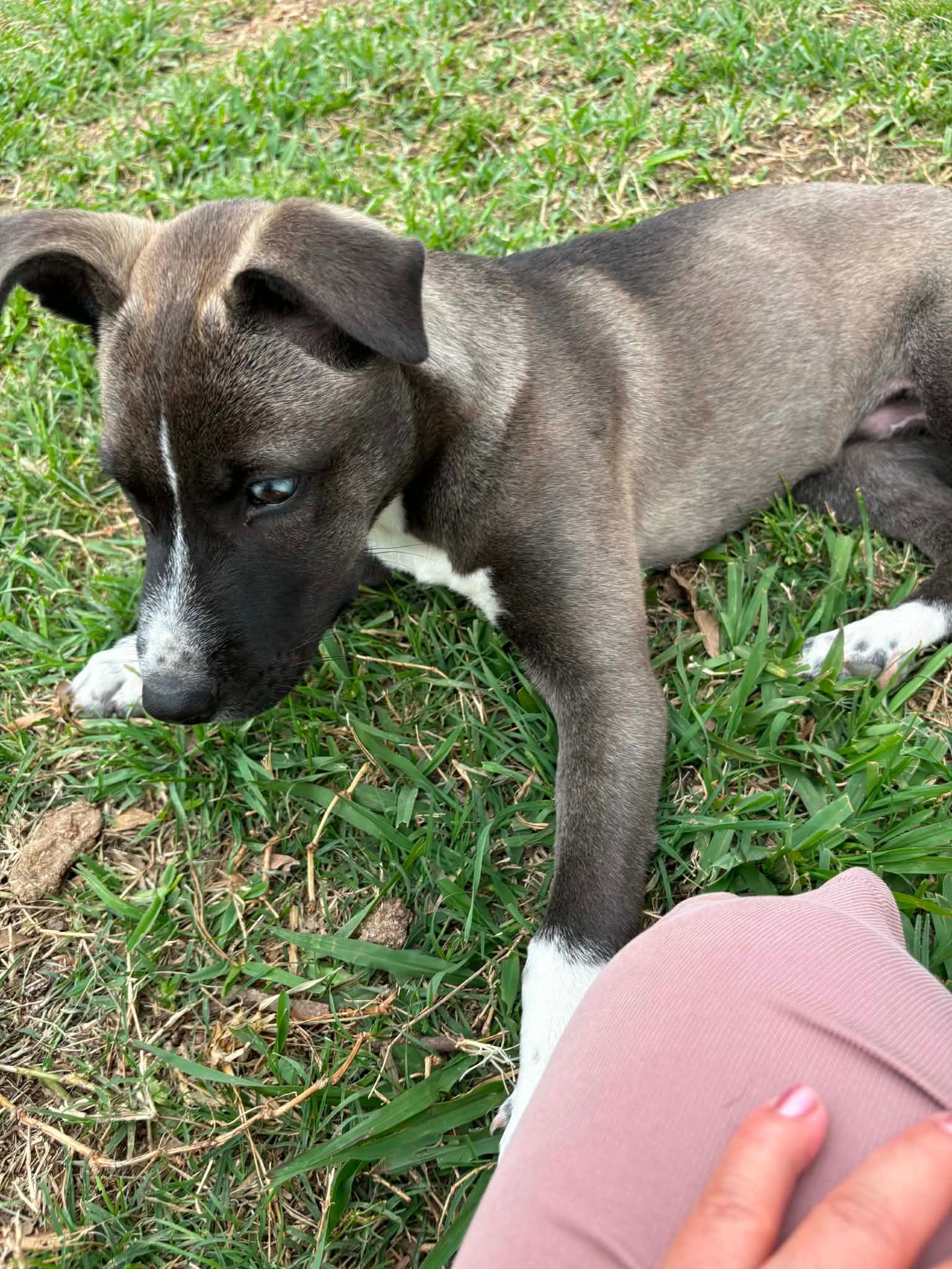 Enlarge BLUE, a Adoptable mixed breed in East Syracuse, NY image 5/6