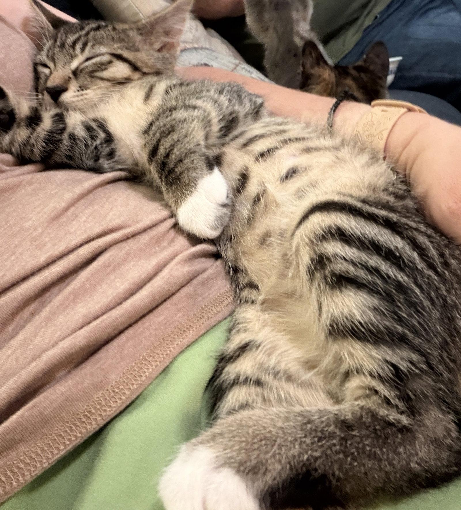 algernon, Adopted, Kitten Male Tabby & Domestic Short Hair.