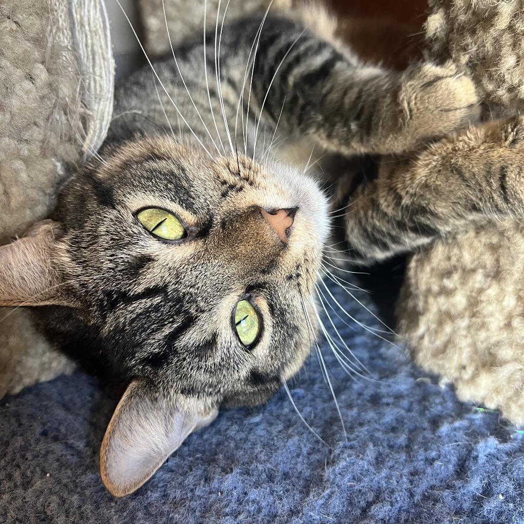 Shy, Adoptable, Adult Male Domestic Medium Hair.