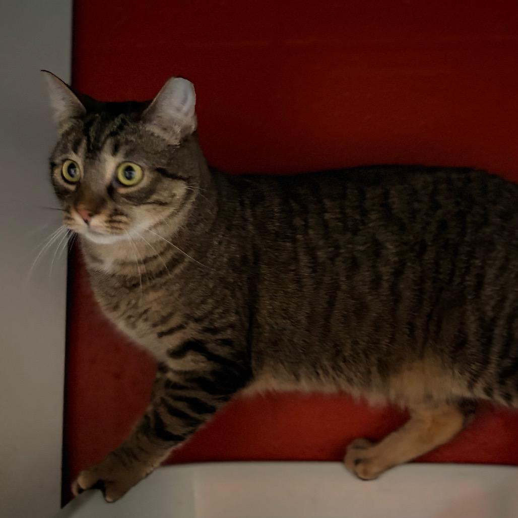 Enlarge Shy, a Adoptable Domestic Medium Hair in Sarasota, FL image 2/3