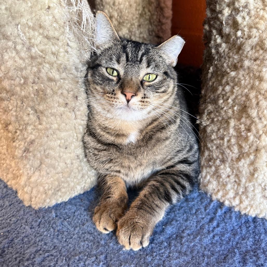 Enlarge Shy, a Adoptable Domestic Medium Hair in Sarasota, FL image 3/3