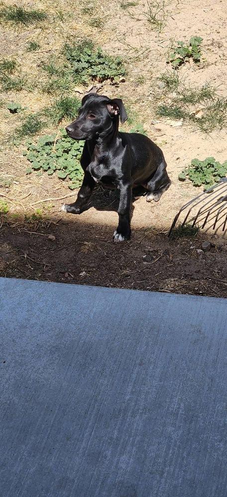Enlarge Raven, a Adoptable mixed breed in Colorado Springs, CO image 2/4