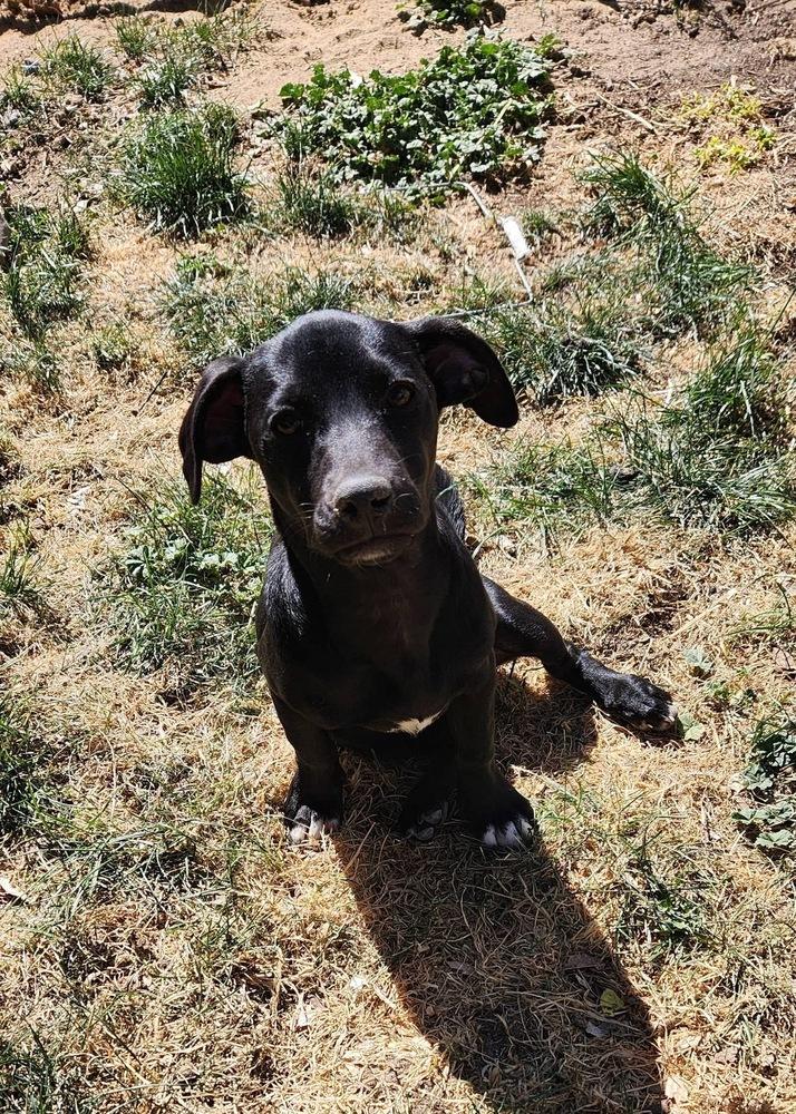 Enlarge Raven, a Adoptable mixed breed in Colorado Springs, CO image 3/4