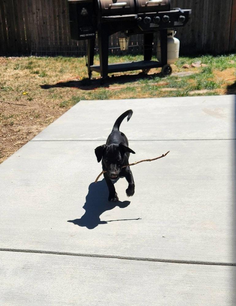 Enlarge Raven, a Adoptable mixed breed in Colorado Springs, CO image 4/4