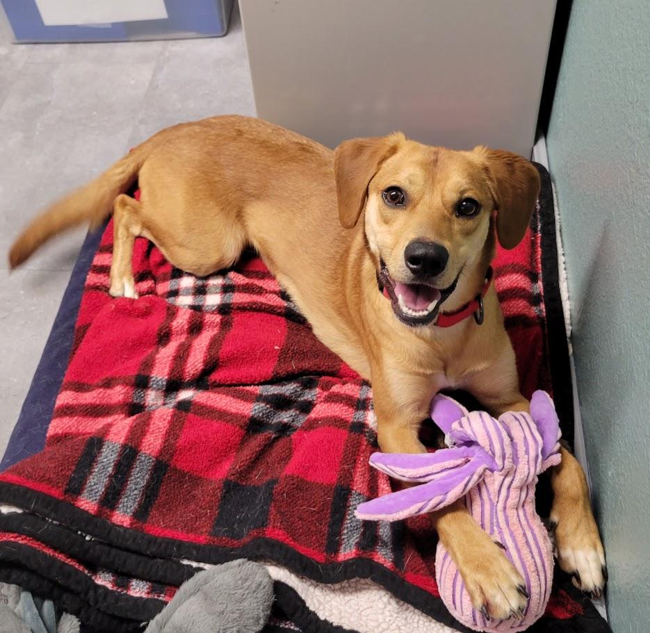 Benji, Young Male Beagle