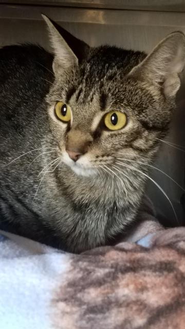 Enlarge Pandora, a Adopted mixed breed in Virginia, MN image 1/1