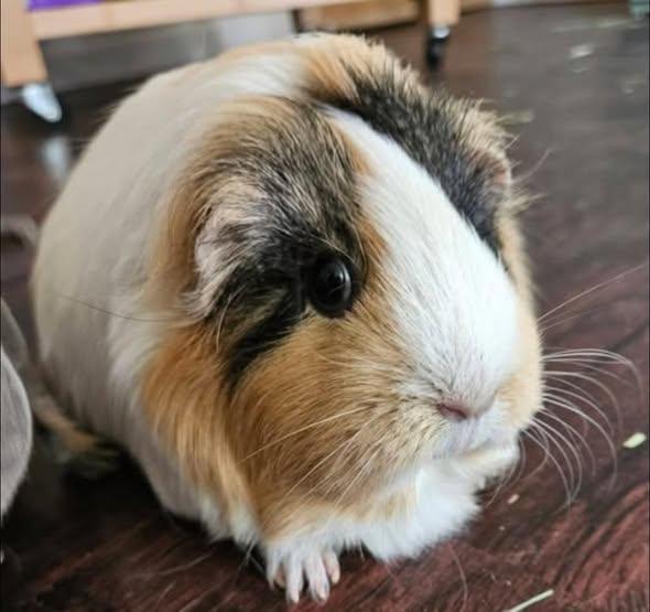 Martha & Molly, a Adoptable Guinea Pig in Amherst, NY image 1/3