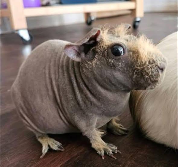 Martha & Molly, a Adoptable Guinea Pig in Amherst, NY image 2/3