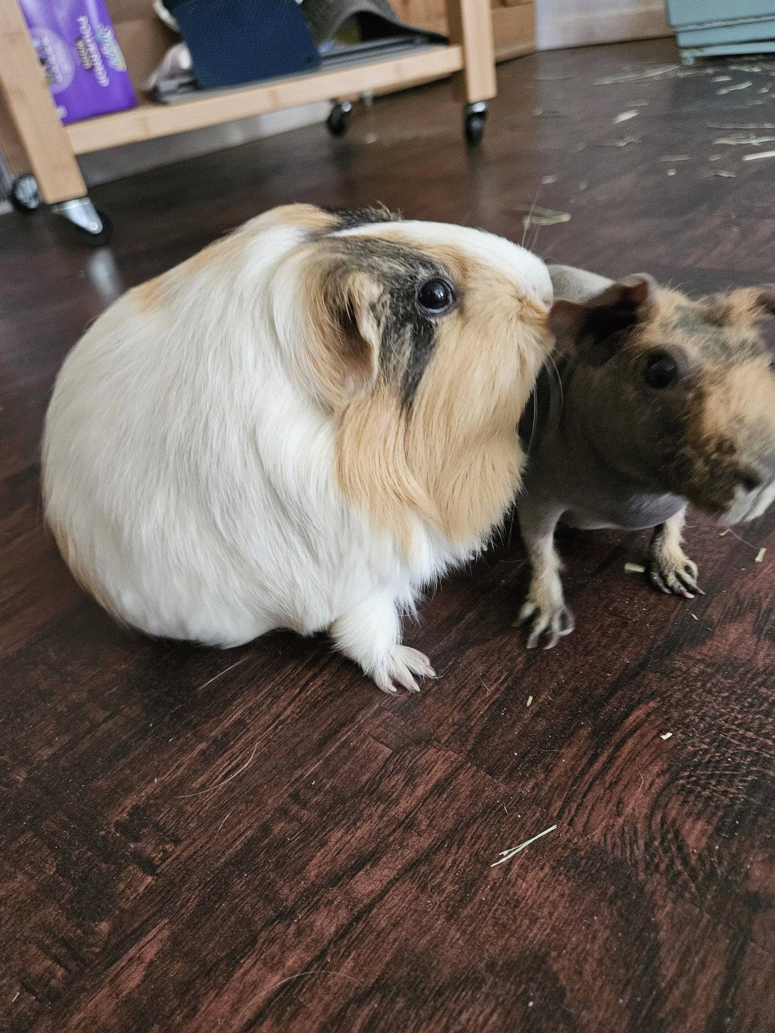 Martha & Molly, a Adoptable Guinea Pig in Amherst, NY image 3/3
