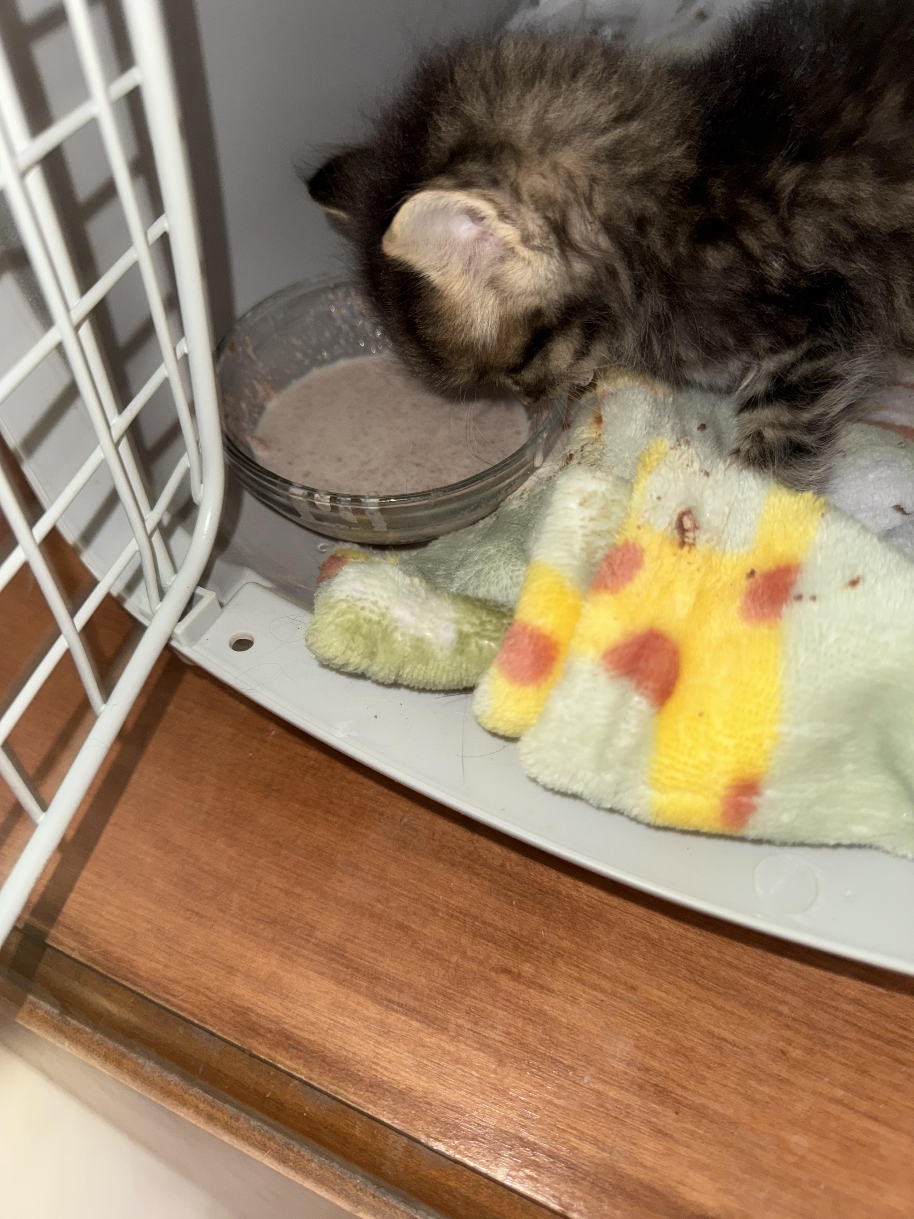 Princess Peach, an adoptable Tabby in Snyder, TX, 79550 | Photo Image 2