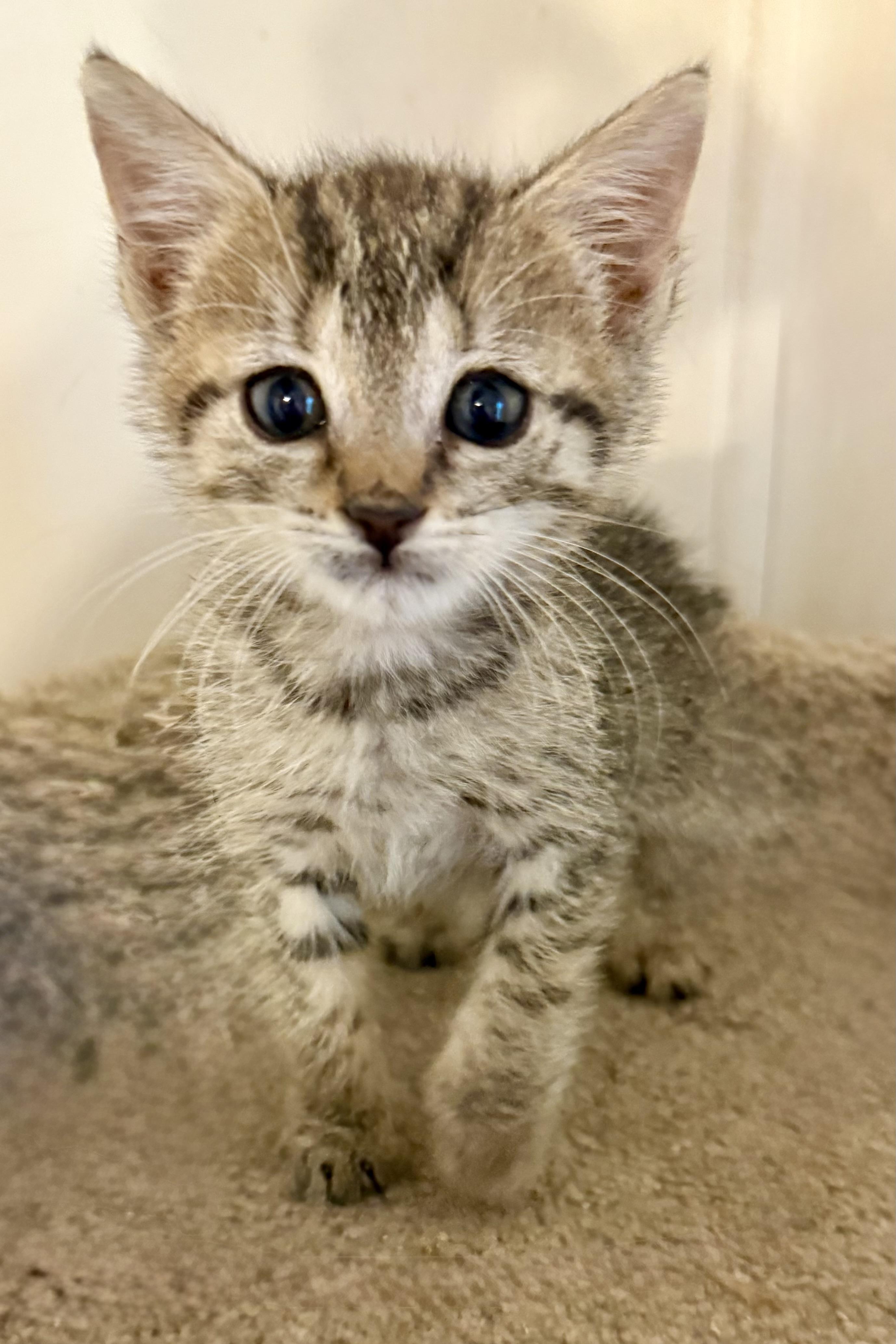 Princess Peach, an adoptable Tabby in Snyder, TX, 79550 | Photo Image 1