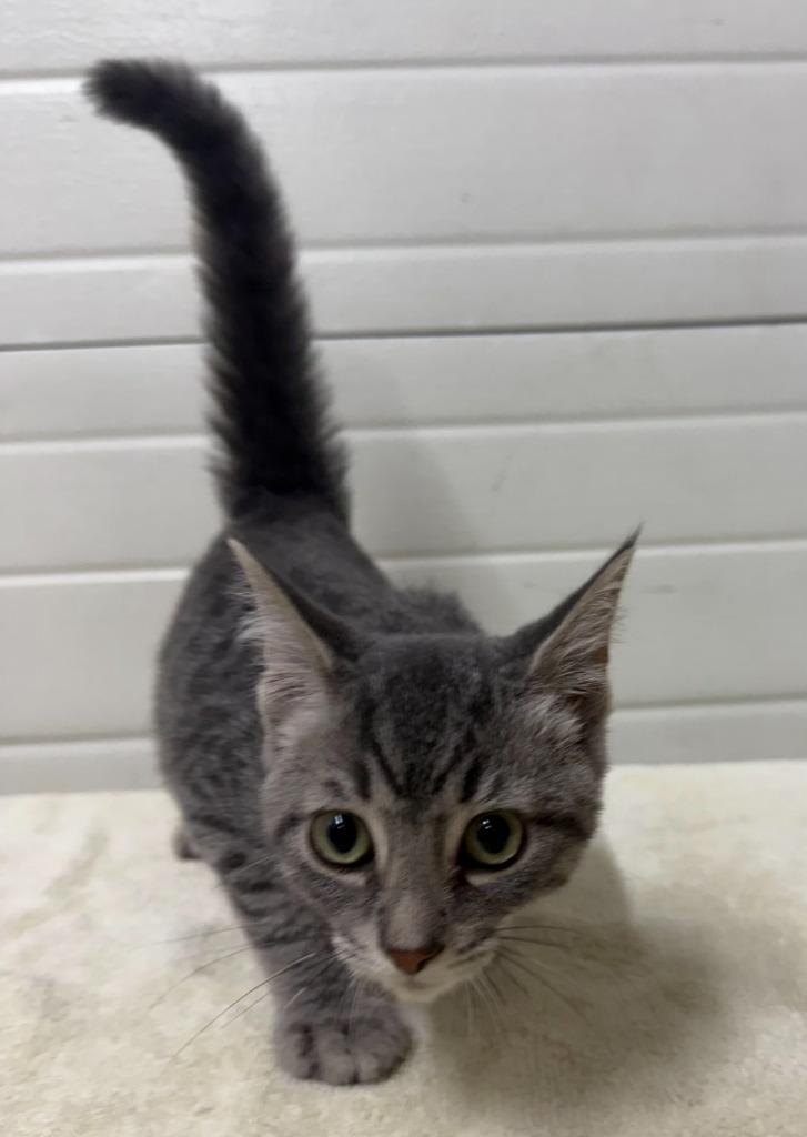 Dusty, Adoptable, Kitten Male Domestic Short Hair.