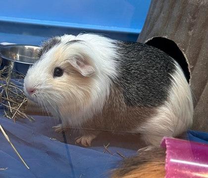 Enlarge Herbie - Bonded Trio, a Adoptable Guinea Pig in Twinsburg, OH image 1/1