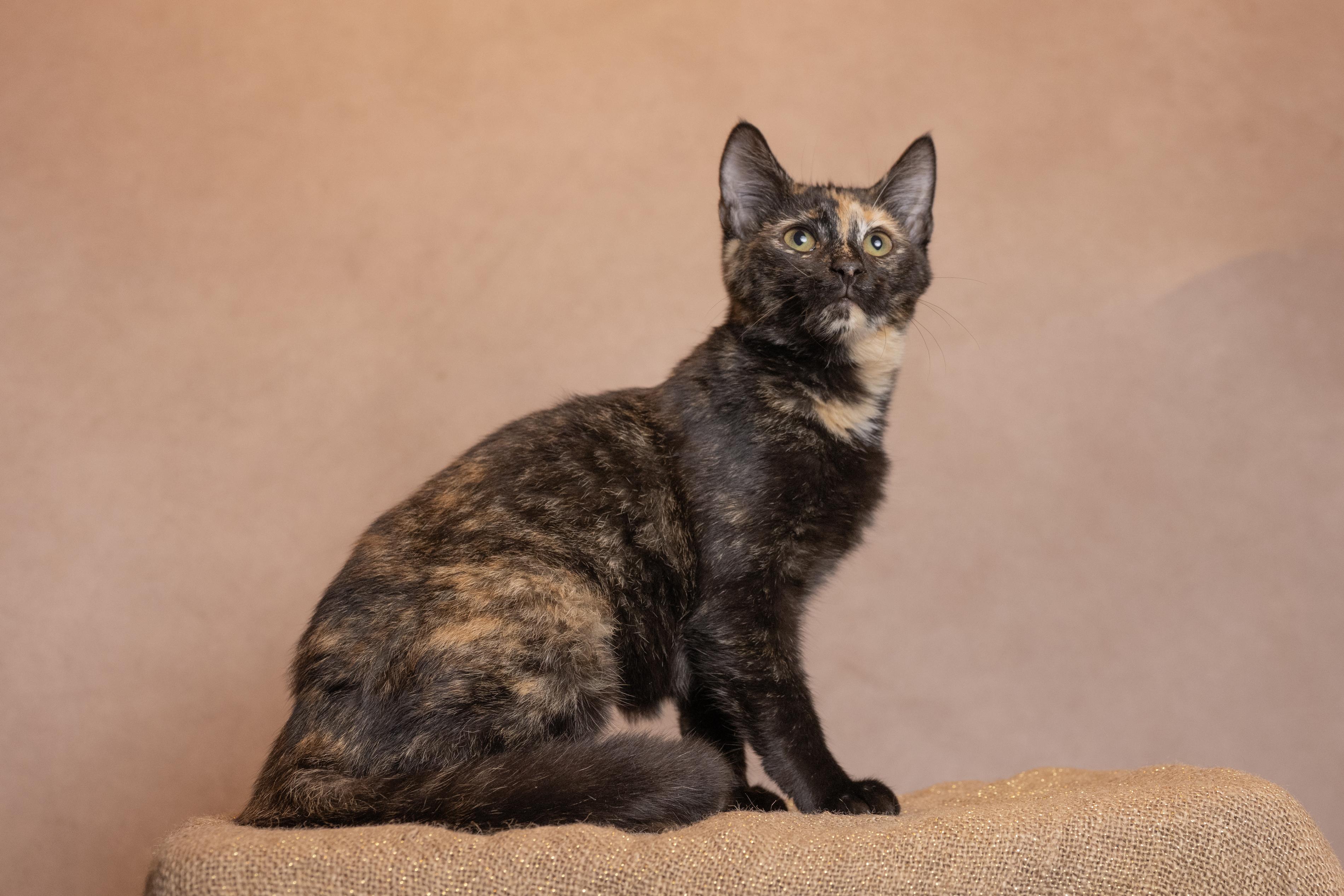 Hazel, Adoptable, Young Female Tortoiseshell.