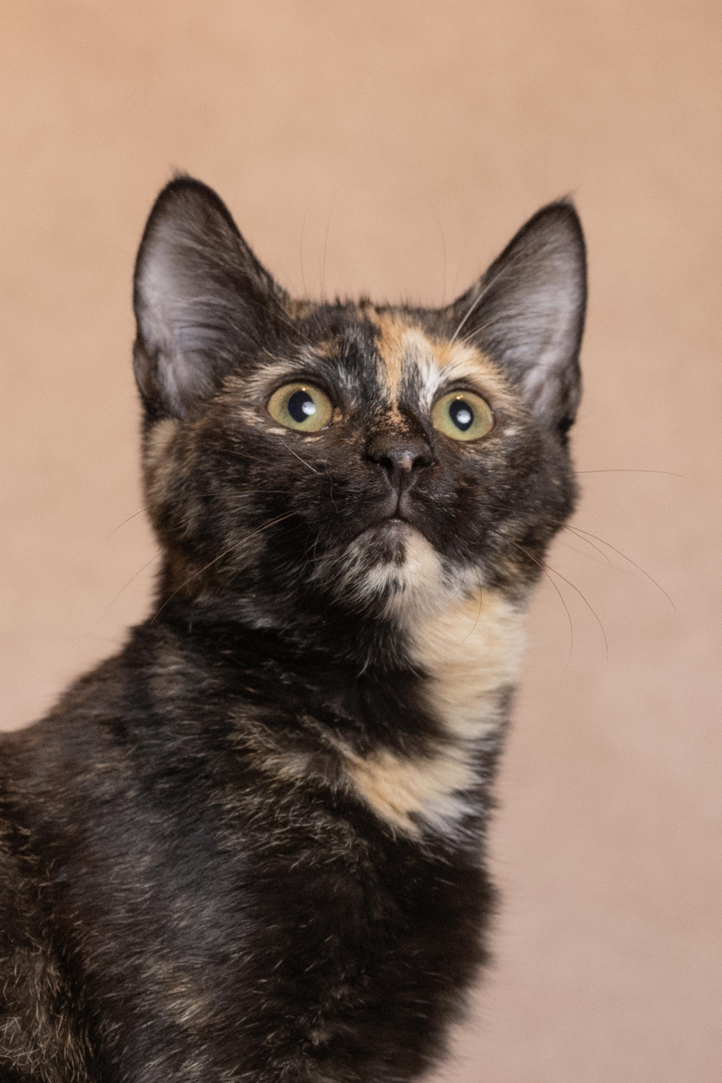 Enlarge Hazel, a Adoptable Tortoiseshell in Muncie, IN image 2/2