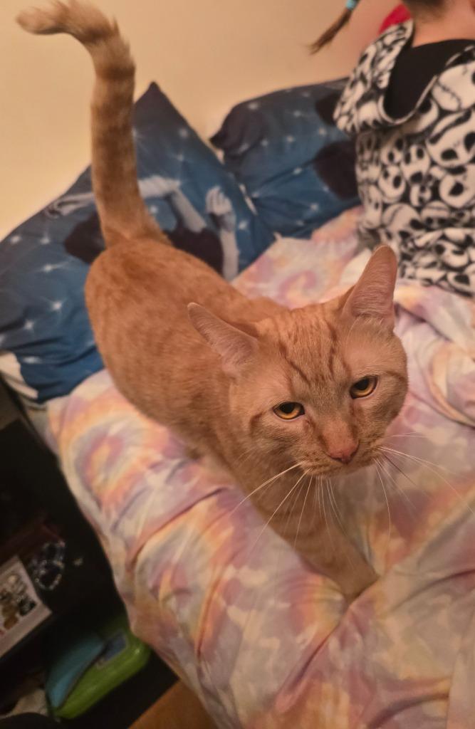 Enlarge Cheeto, a Adoptable Domestic Short Hair in Arthur, ON image 1/5