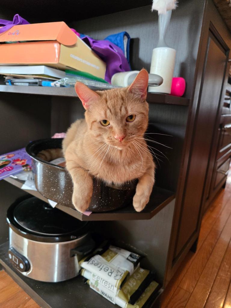 Enlarge Cheeto, a Adoptable Domestic Short Hair in Arthur, ON image 2/5