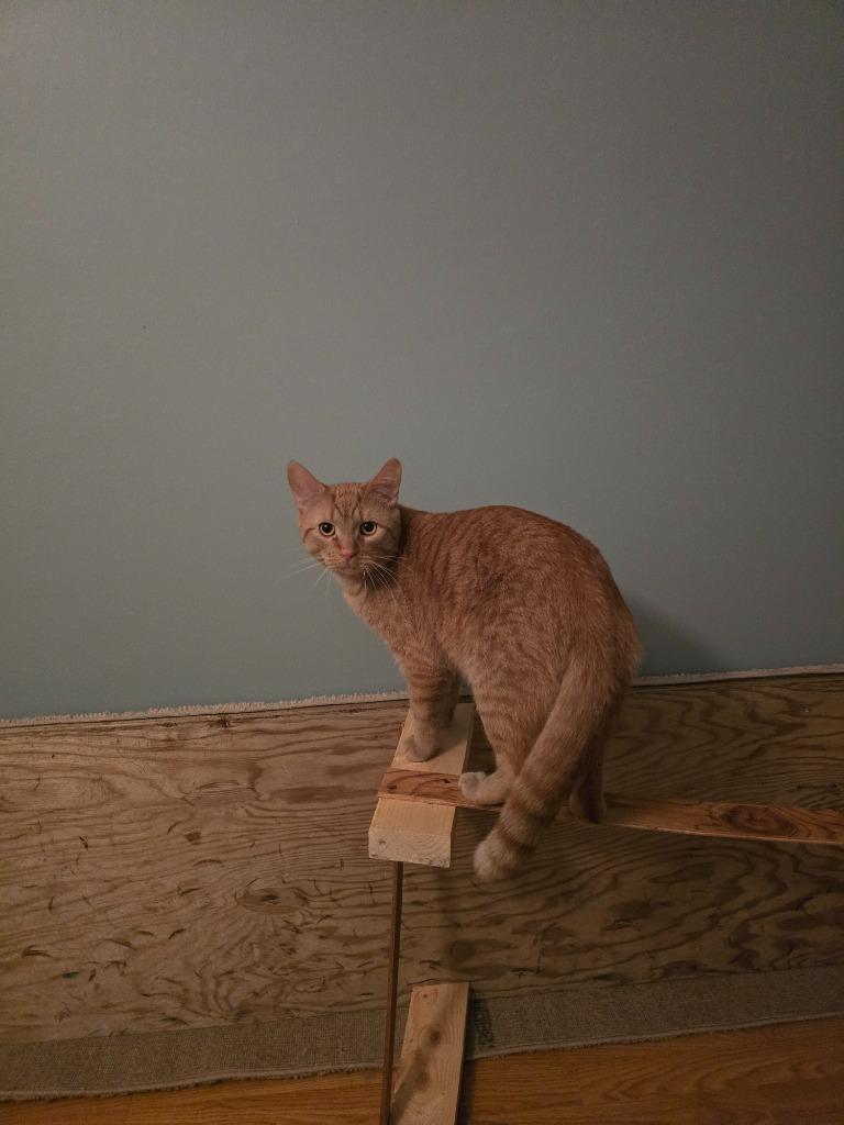 Enlarge Cheeto, a Adoptable Domestic Short Hair in Arthur, ON image 3/5