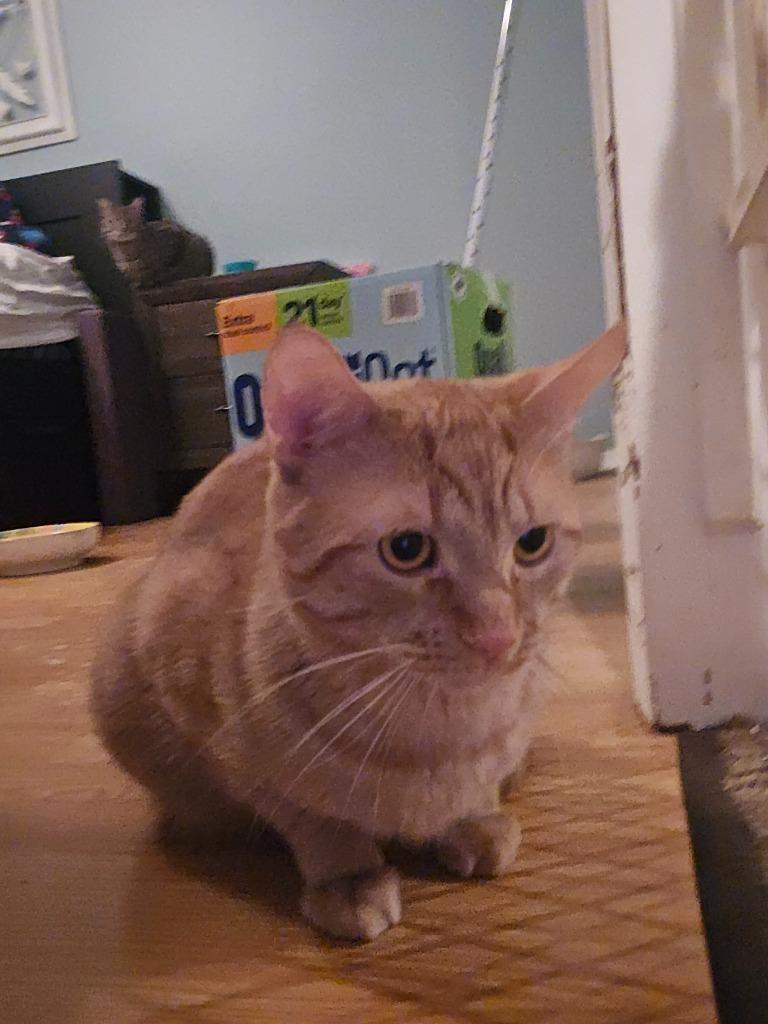 Enlarge Cheeto, a Adoptable Domestic Short Hair in Arthur, ON image 4/5