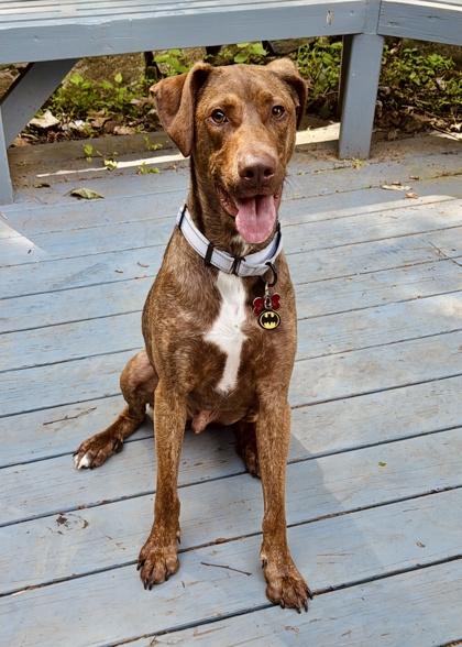 Bobby - Available in Foster, Adoptable, Adult Male Hound & Mixed Breed.