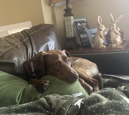 Enlarge Bobby - Available in Foster, a Adoptable mixed breed in Madison, NJ image 2/3