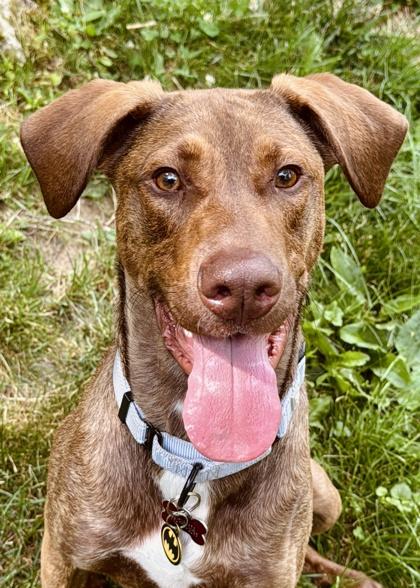 Enlarge Bobby - Available in Foster, a Adoptable mixed breed in Madison, NJ image 3/3