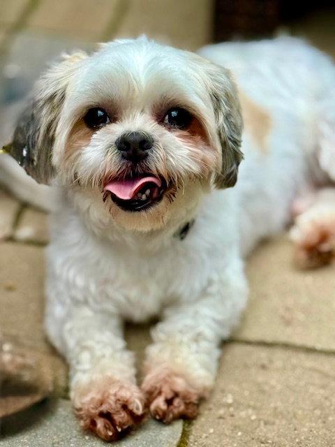 Kane, Adopted, Adult Male Shih Tzu.