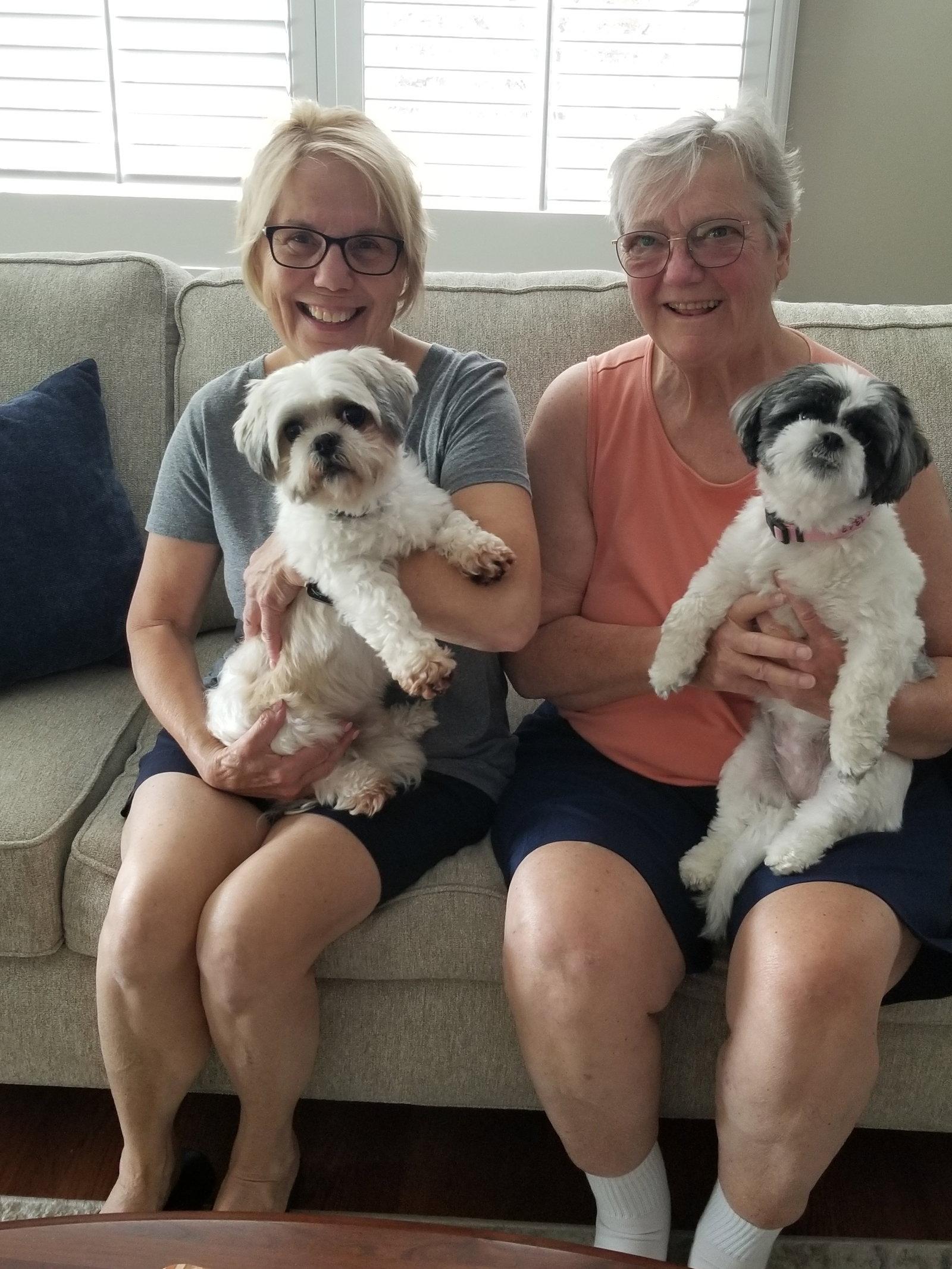 Enlarge Kane, a Adopted Shih Tzu in Blackwood, NJ image 2/3