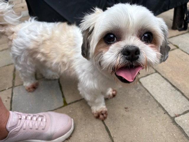 Enlarge Kane, a Adopted Shih Tzu in Blackwood, NJ image 3/3