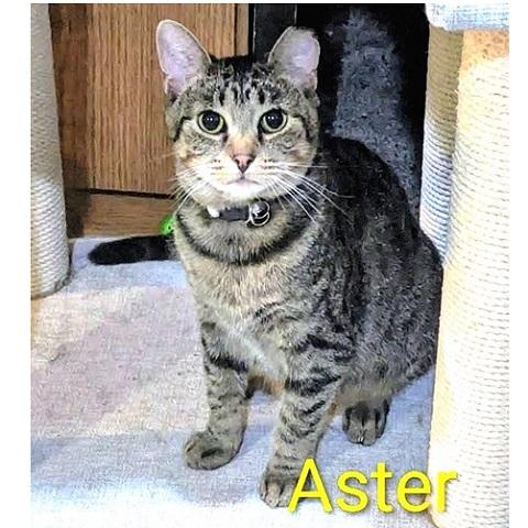 Aster, Adoptable, Adult Female Tabby.