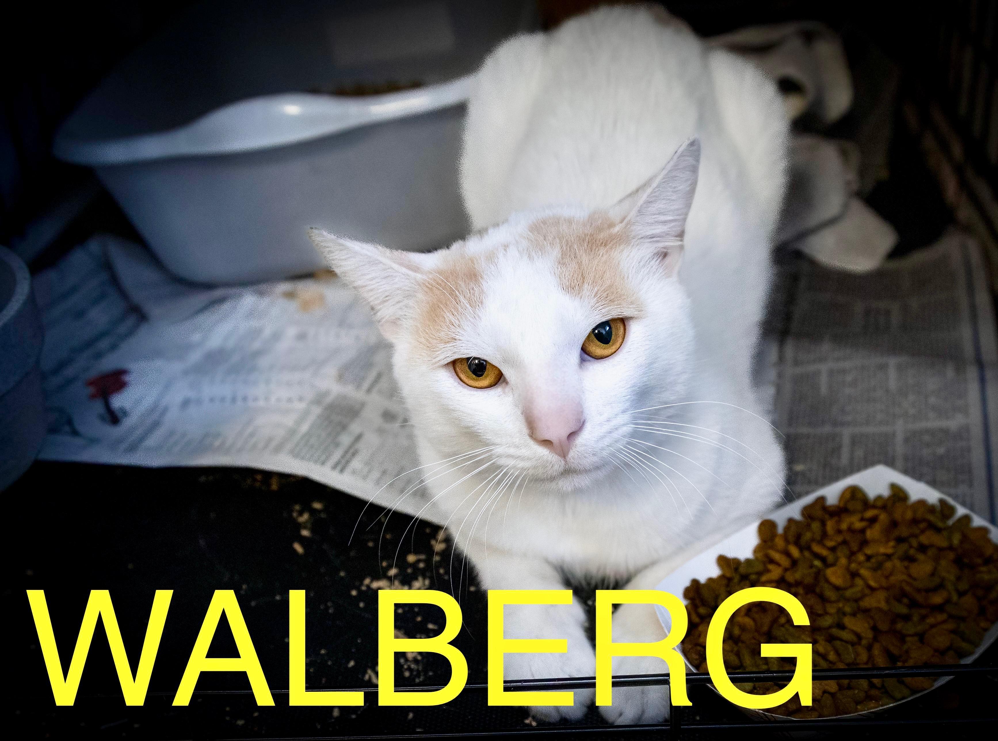 Walberg (FCID# 06/09/2025 - 25 Brookhaven PS)