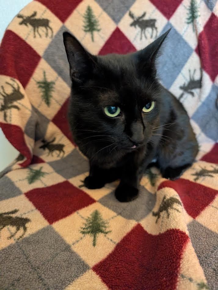 Enlarge Heidi, a Adoptable mixed breed in Superior, WI image 1/1