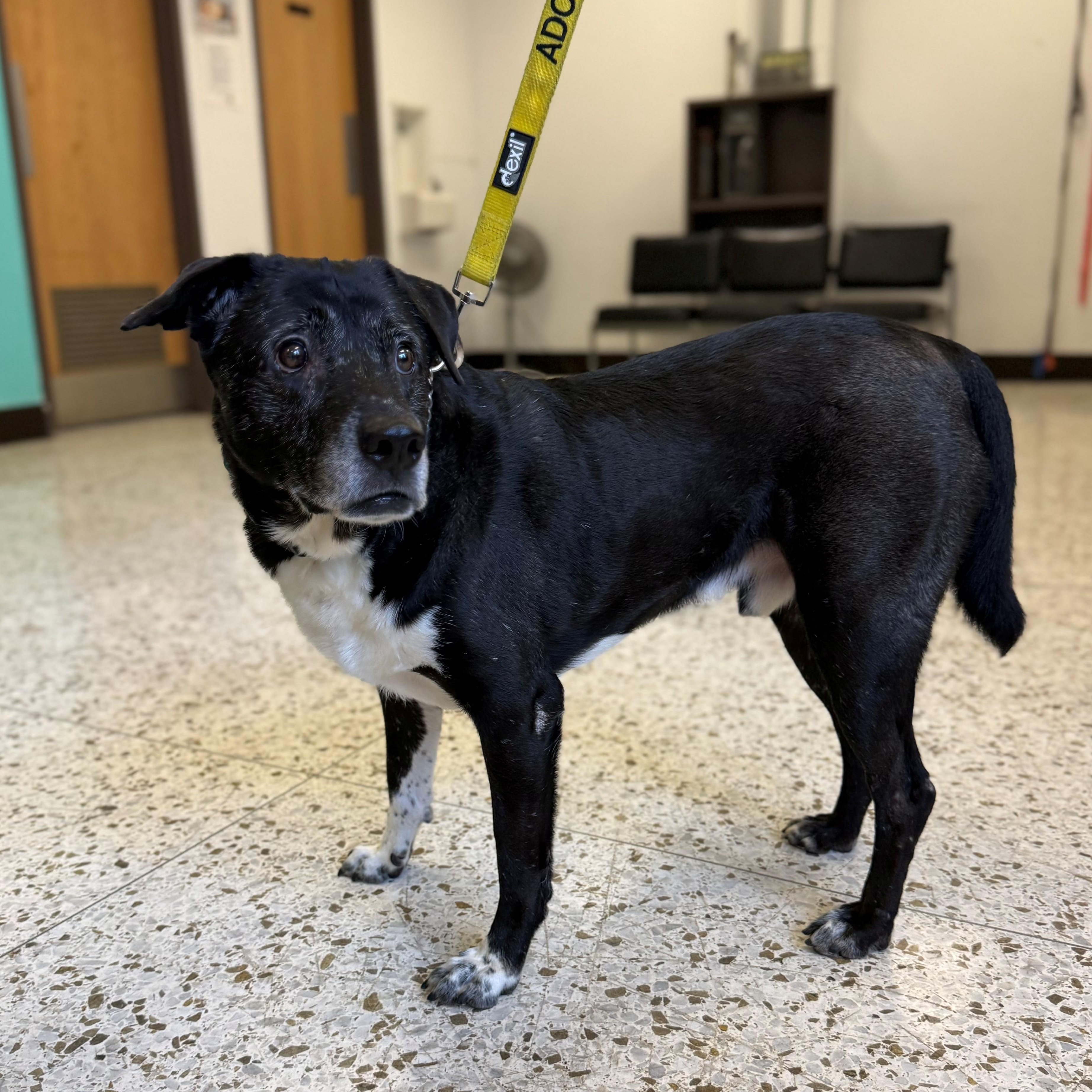 Blurr 3977, a Adoptable mixed breed in Phoenix, AZ image 2/2