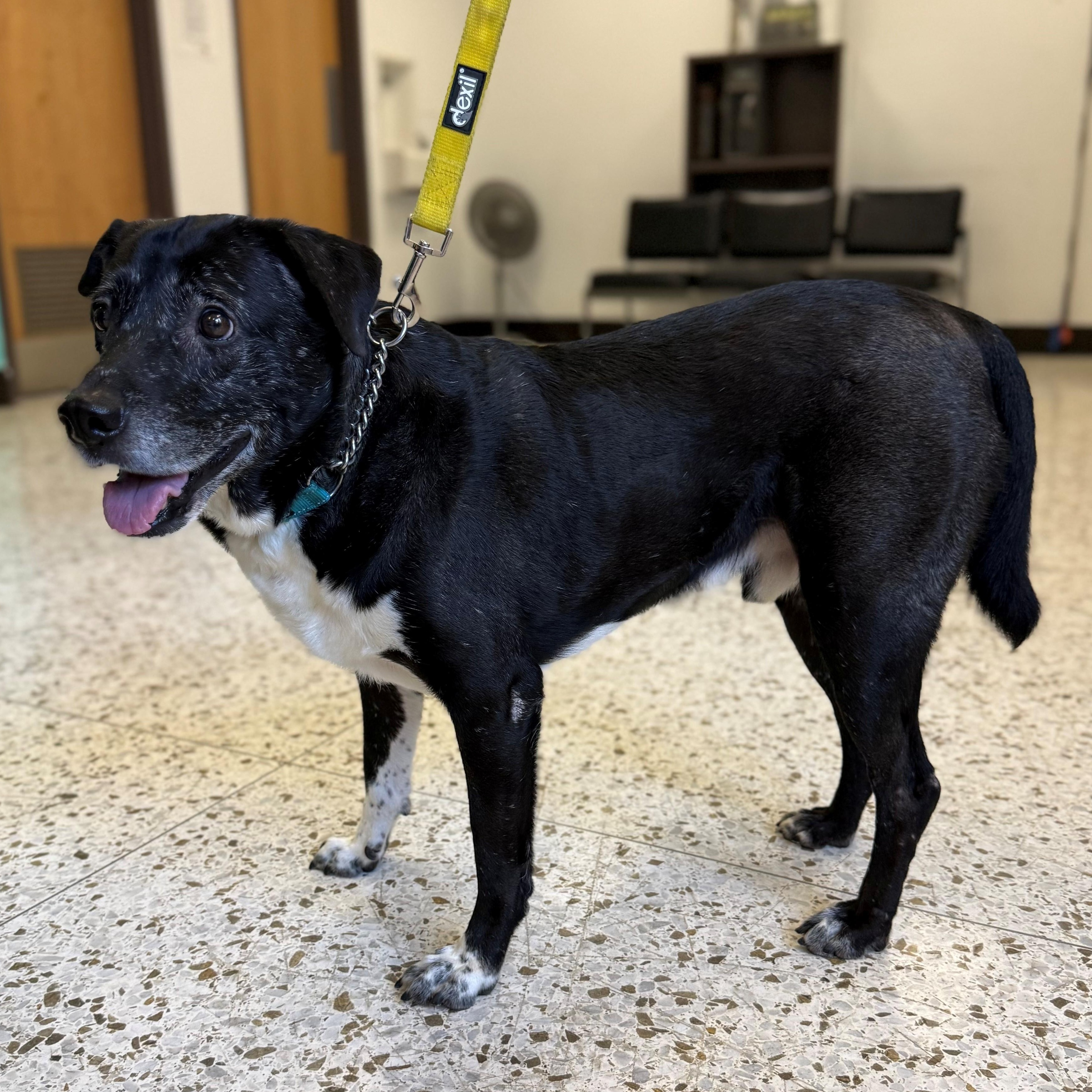 Blurr 3977, Adoptable, Adult Male Pit Bull Terrier.