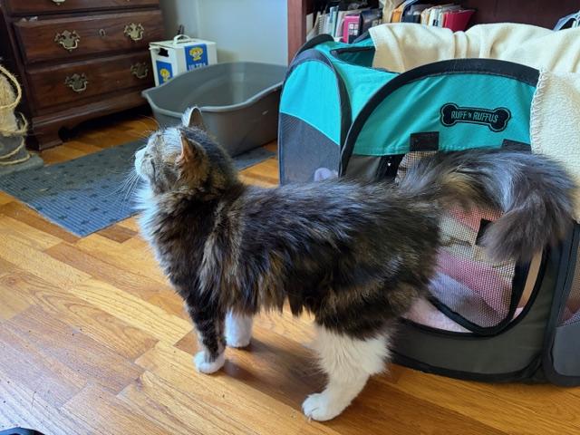Enlarge Sunshine, a ADOPTABLE Tabby in Midland, MI image 3/4