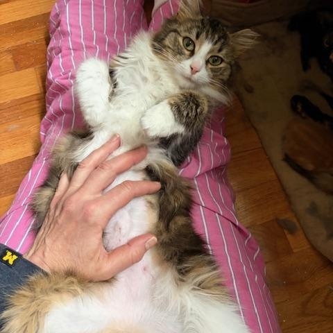Enlarge Sunshine, a ADOPTABLE Tabby in Midland, MI image 2/4