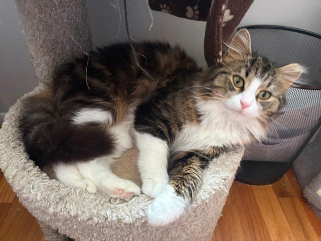 Sunshine, ADOPTABLE, Young Female Tabby.