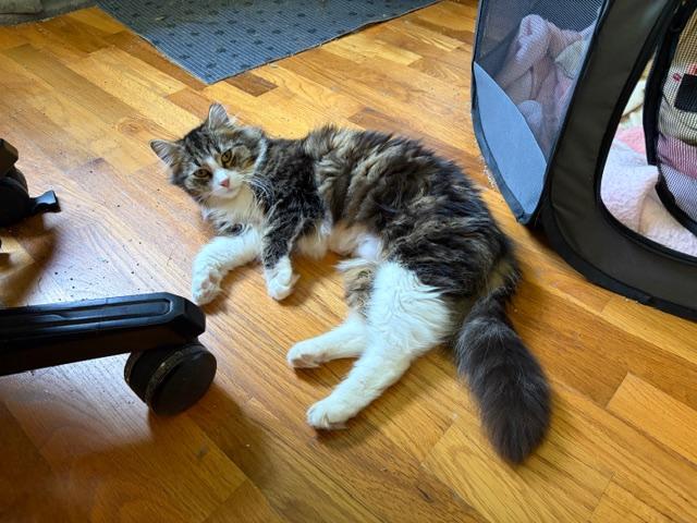 Enlarge Sunshine, a ADOPTABLE Tabby in Midland, MI image 4/4