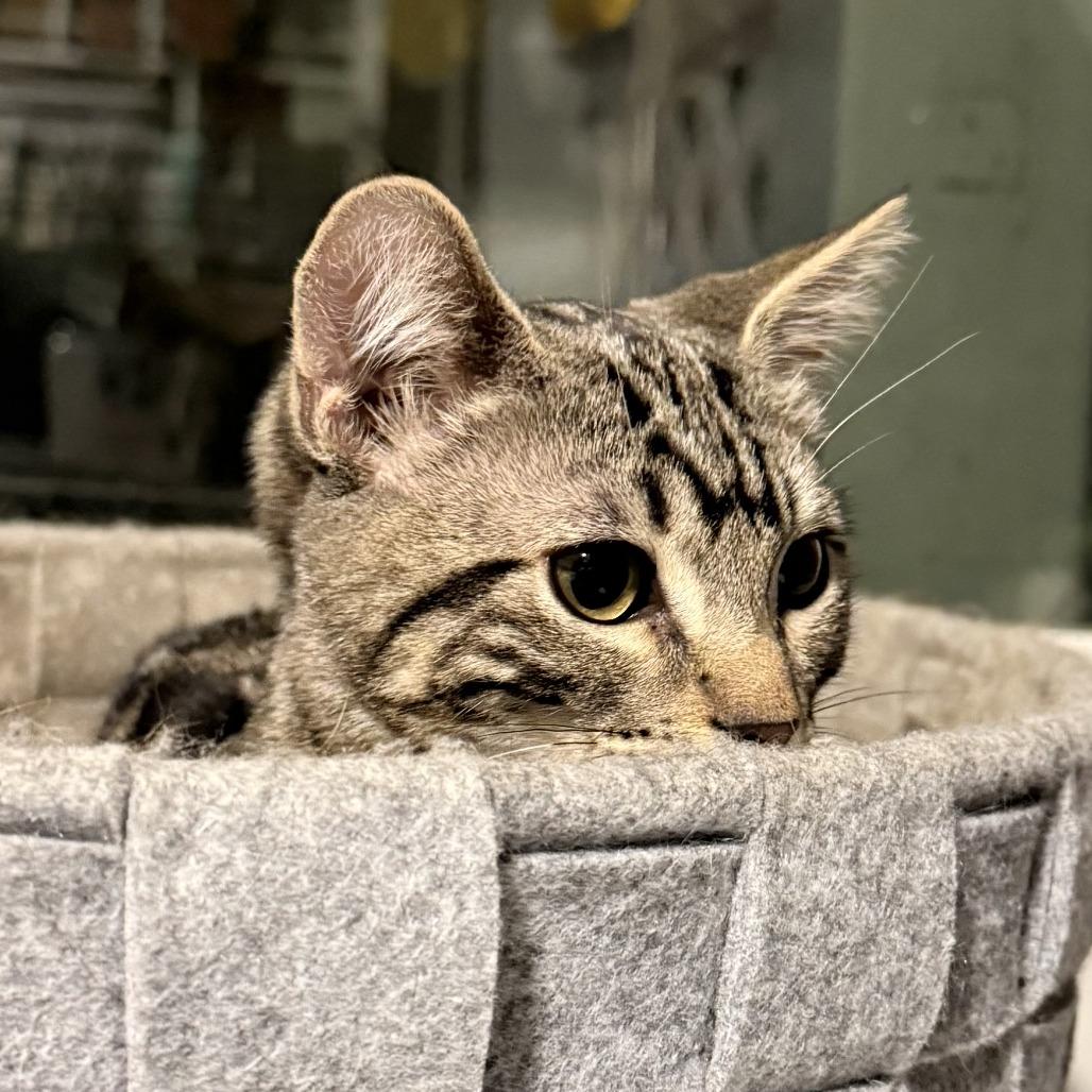 Theo — thumbnail 2