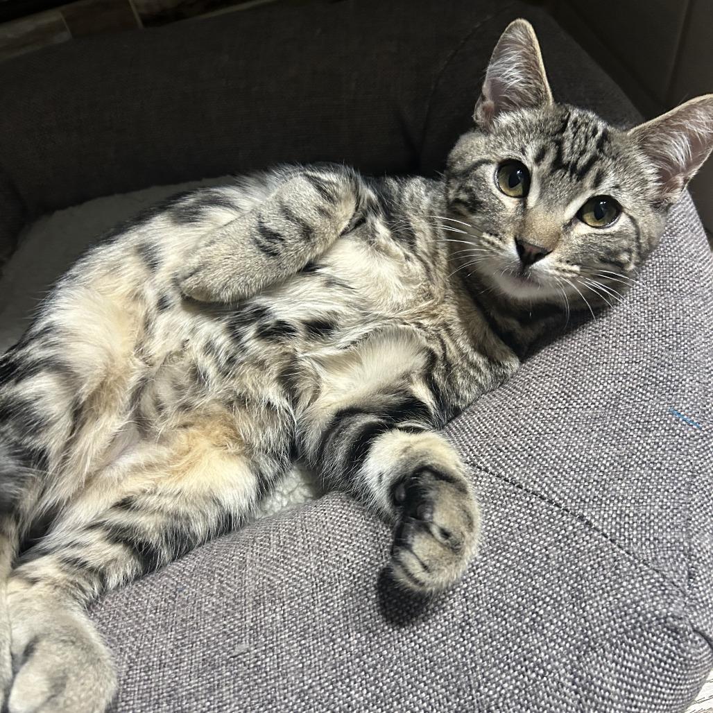 Theo — thumbnail 3