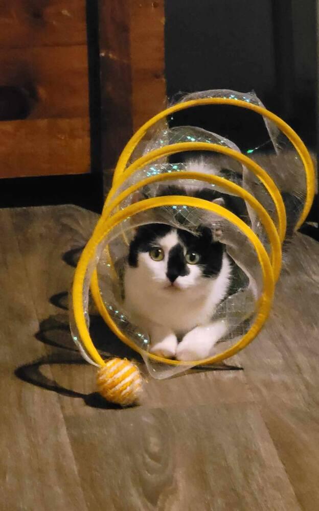 Cookie, Adoptable, Young Female Domestic Short Hair.