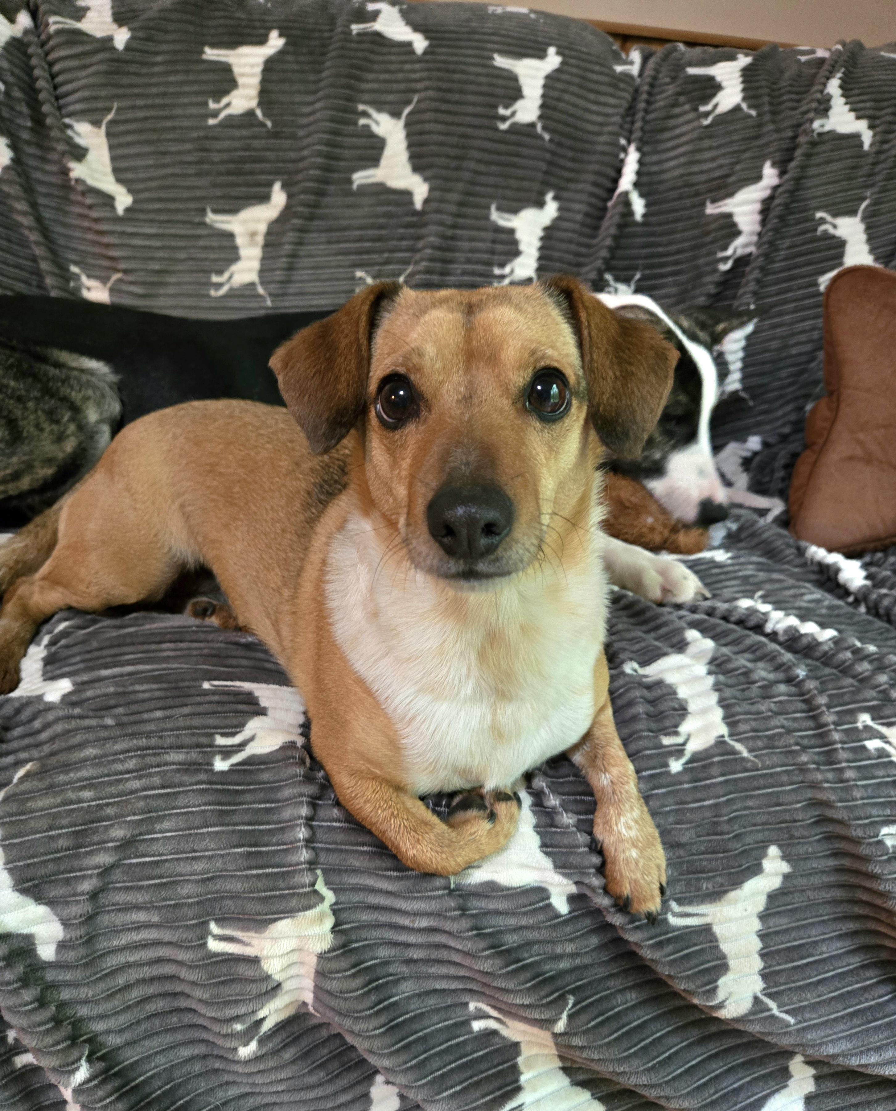 Penny, Adoptable, Adult Female Dachshund & Beagle.