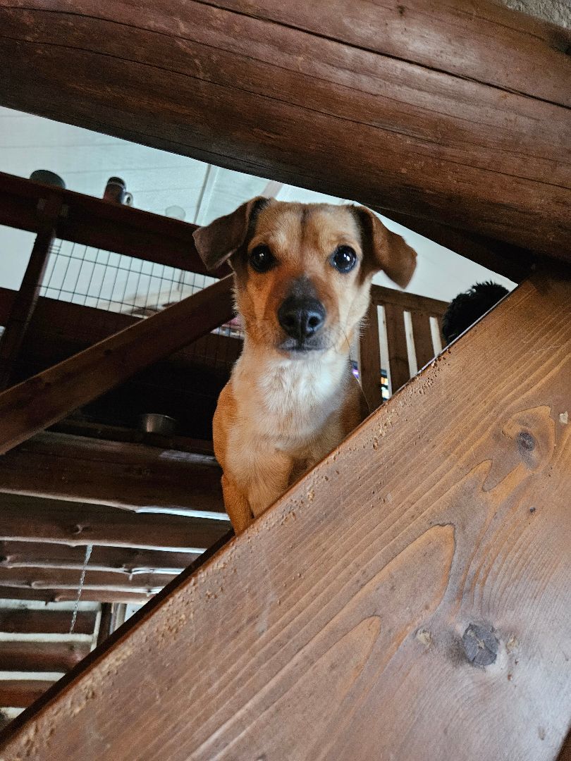 Enlarge Penny, a Adoptable mixed breed in Friendship, NY image 3/5