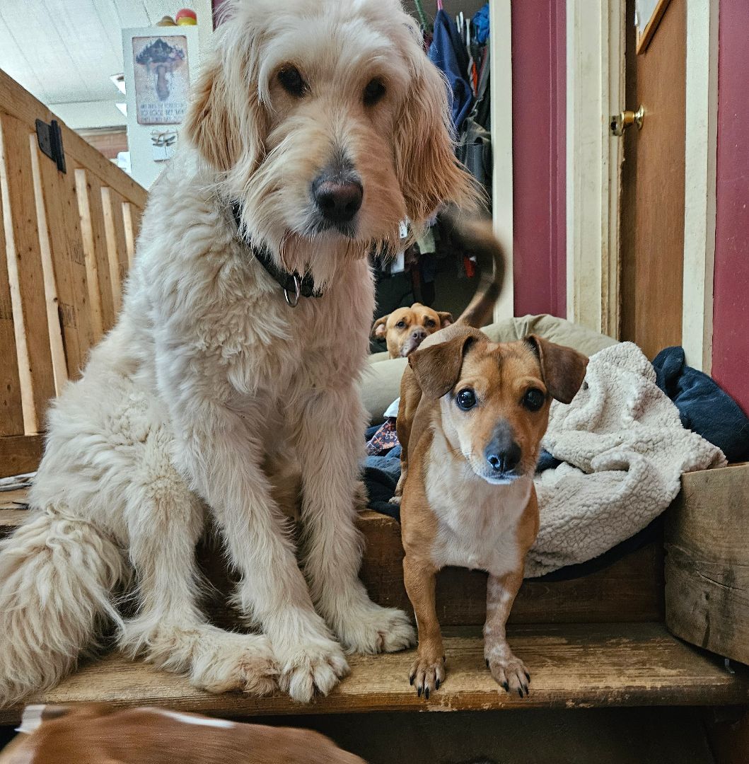 Enlarge Penny, a Adoptable mixed breed in Friendship, NY image 4/5