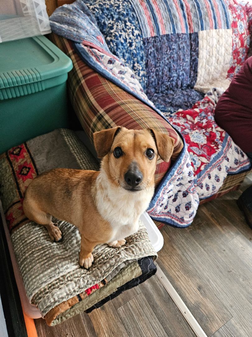 Enlarge Penny, a Adoptable mixed breed in Friendship, NY image 5/5