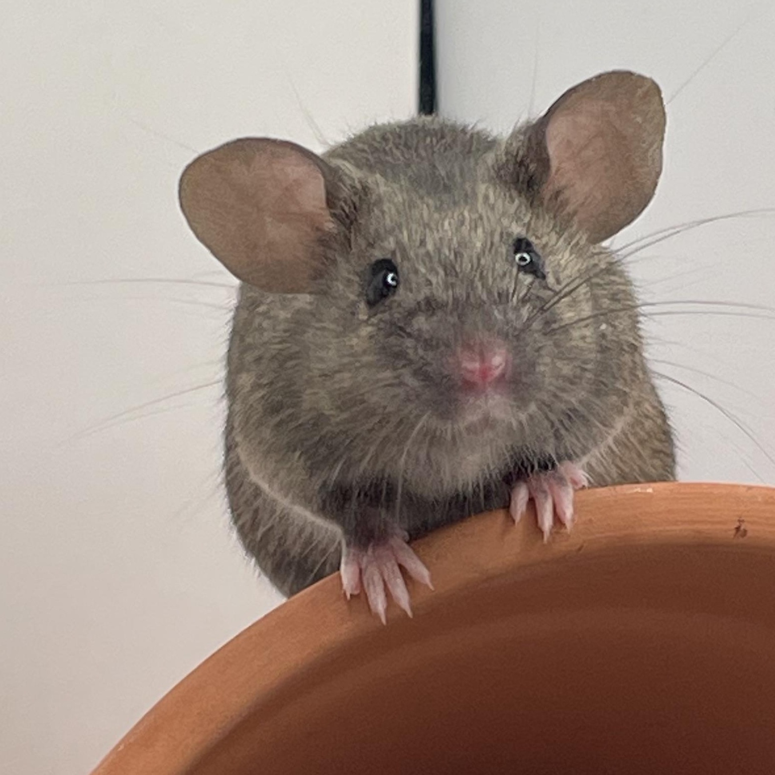 Oyster and Pearl, a Adopted Mouse in Springfield, OR image 2/6